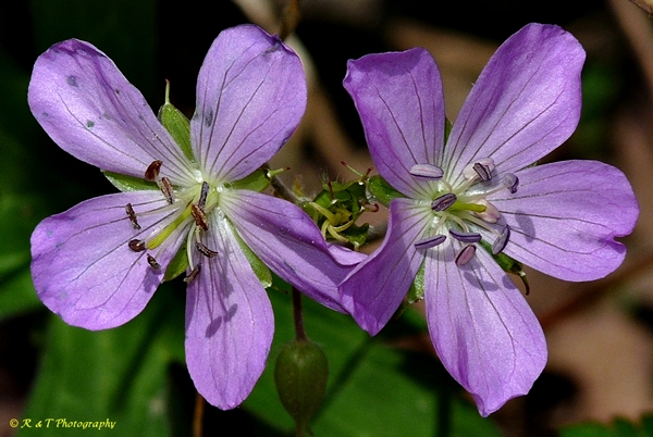 {Geranium maculatum}
